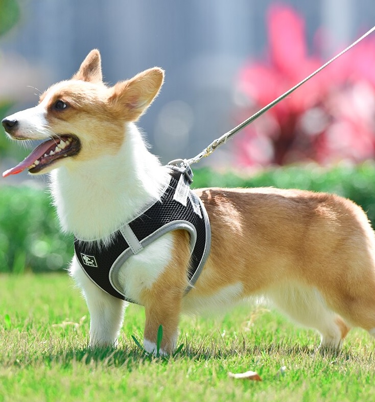 Uprząż dla małego psa/ kota DUOMM - obrazek 3