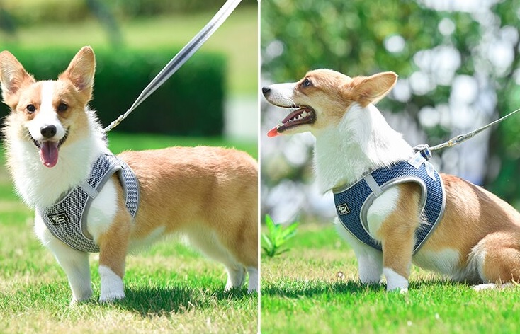 Uprząż dla małego psa/ kota DUOMM - obrazek 4