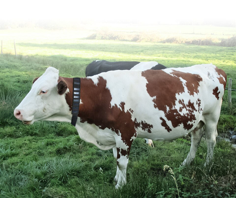 Solar lokalizator GPS kołnierz wodoodporny - obrazek 2