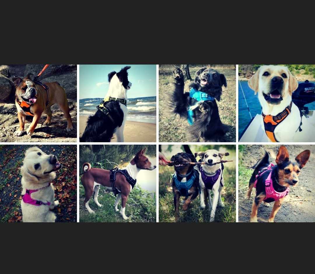 Szelki dla psa Truelove rozmiar XL - obrazek 4