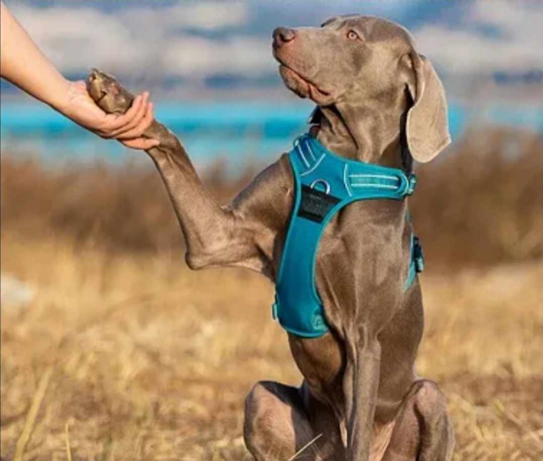 Szelki dla psa Truelove odblaskowe rozmiar XS - obrazek 6